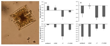 Short-term effects of winter warming and acidification on phytoplankton growth and mortality: more losers than winners in a temperate coastal lagoon