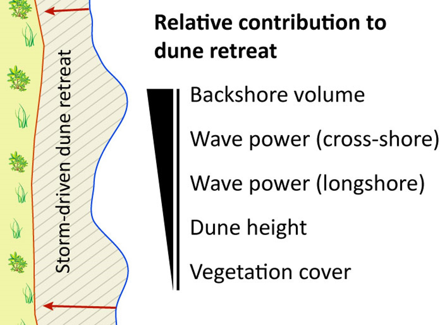 Biotic and abiotic factors governing dune response to storm events