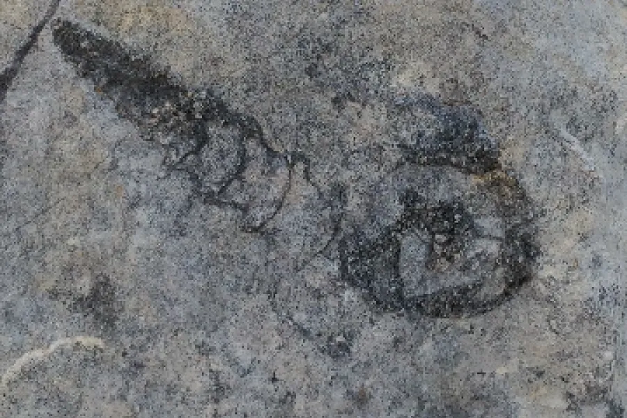 Geoparque Algarvensis